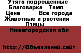 Утята подрощенные “Благоварка“,“Темп“ › Цена ­ 100 - Все города Животные и растения » Птицы   . Нижегородская обл.